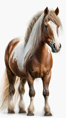 Obraz premium Beautiful horse on the white background, nice animal
