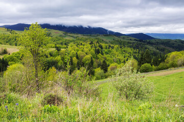 carpathian countryside with grassy meadows. forested hills beneath an overcast sky
