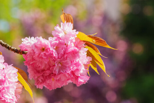 sakura branch in blossom. pink tender flowers
