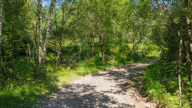 forest path through wild countryside landscape. outdoor recreation and park visit