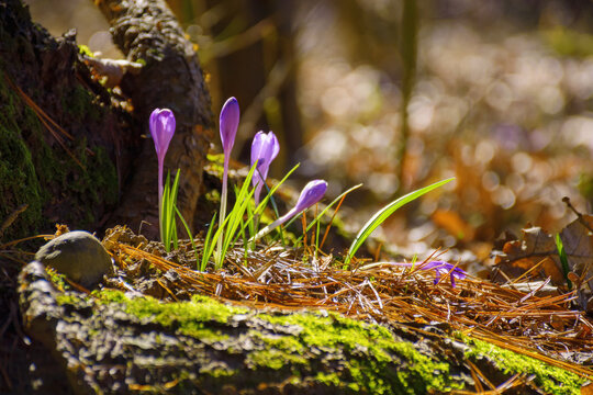 wild purple flowers blooming among fallen leaves. spring season holiday background