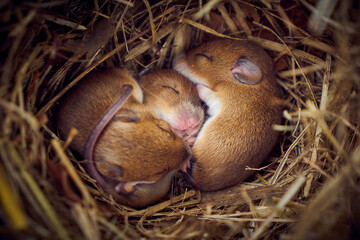 Baby mice sleeping in nest in funny position (Mus musculus)