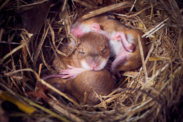 Baby mice sleeping in nest in funny position (Mus musculus)