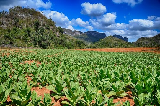 Tabakfeld im Vi&ntilde;ales-Tal, Kuba
