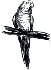 Hand brush sketch of a parrot. Vector illustration.