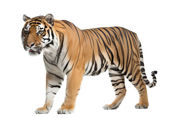 Fototapeta na wymiar an isolated Bengal tiger walking side view, majestic, stalking prey, fierce jungle-themed photorealistic illustration on a transparent background in PNG. horizontal. Generative AI