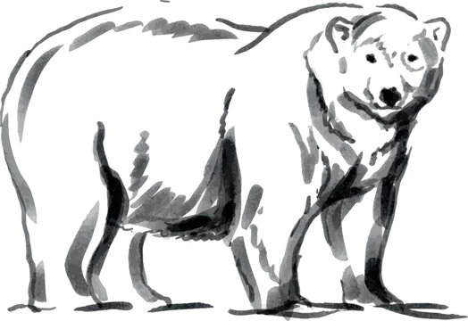 Hand brush sketch of a polar bear. Vector illustration.