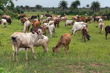 Fototapeta premium Cows grazing on pasture. Cattle grazing on green grassland.