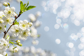 Spring apple blossom with white flowers in the park on a bright sunny day. Space for text. Banner or postcard.