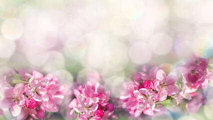 Apple blossom. Spring background of blooming flowers. White and pink flowers. Beautiful garden. Abstract blurred background.