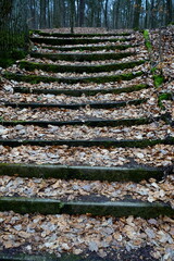 Laub auf alten Stufen im Dresdner  Wald
