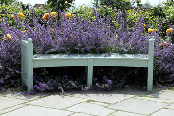 Wooden bench next to purple flowering catnip and yellow roses, in an English country garden. Cat heaven . - 586696999