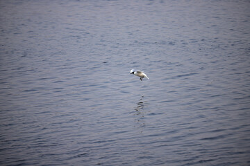 One seagull flies over the water
