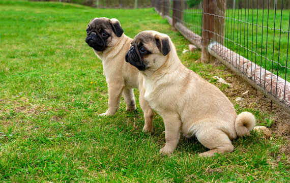two cute little mops pug dogs puppies sitting in the garden