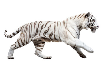 Naklejka premium an isolated white tiger walking, prowling, side-view portrait, jungle-themed photorealistic illustration on a transparent background cutout in PNG, generative ai