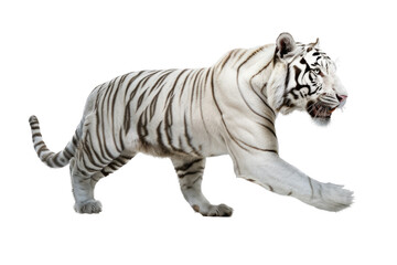Fototapeta na wymiar an isolated white tiger walking, prowling, side-view portrait, jungle-themed photorealistic illustration on a transparent background cutout in PNG, generative ai