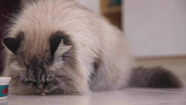 Fluffy big cat eats food from the tile floor