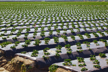 Obraz premium Agricultural field strawberry plants. Rows of plastic covered hills with young strawberries. Industry, modern farming, strawberry production.