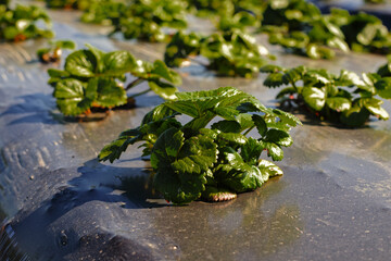 Agricultural field strawberry plants. Rows of plastic covered hills with young strawberries. Industry, modern farming, strawberry production.