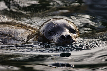 Portrait. Seehund im Wasser  