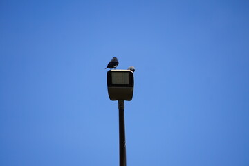 Ptaki siedzące na lampie © Adam