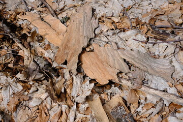 Pile of dry leaves and beech bark