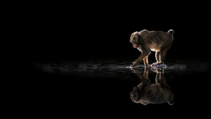 Fototapeta na wymiar Reflection of a monkey
