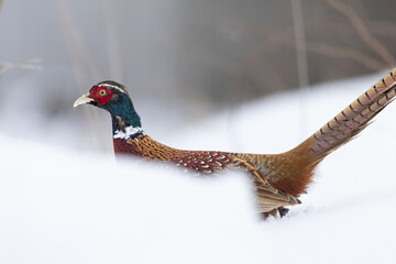 Wild pheasant male in the snow in winter