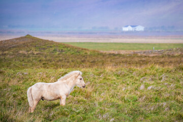 Obraz na płótnie Canvas Wild Horses at the meadows of Iceland
