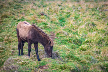 Wild Horses at the meadows of Iceland