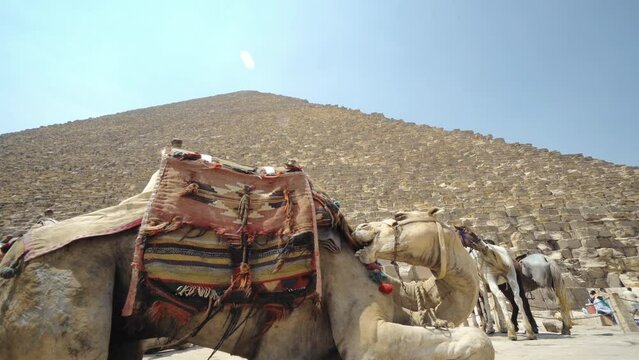 Closeup view of tired camels with a colorful saddle waiting and resting in front of the pyramids of Giza in Cairo