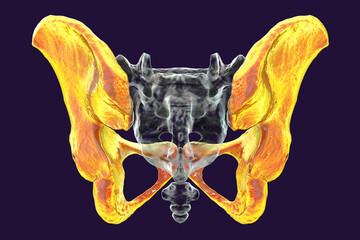 Anatomy of the coxal bones, showcasing their intricate details and features, 3D illustration