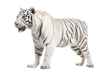 Fototapeta premium an isolated white tiger walking, side-view portrait, jungle-themed photorealistic illustration on a transparent background cutout in PNG, Generative AI