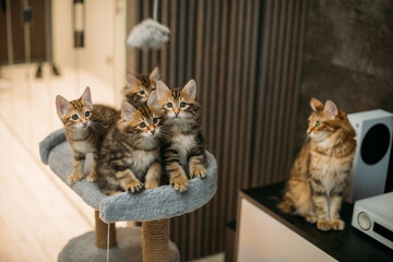 Mama cat and kittens of the striped Kuril bobtail are sitting on scratching posts for the cat