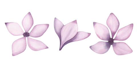 Watercolor, texture illustration of a set of delicate, lilac, spring flowers. Drawn by hand. Isolated on white background. For holiday, design, decoration, wedding.