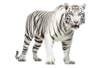 an isolated white tiger walking, side-view portrait, jungle-themed photorealistic illustration on a transparent background cutout in PNG, Generative AI