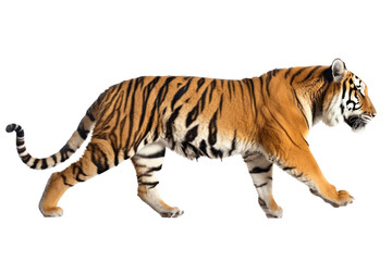 Fototapeta premium an isolated Bengal tiger walking side view, majestic, stalking prey, fierce jungle-themed photorealistic illustration on a transparent background in PNG. Horizontal. Generative AI