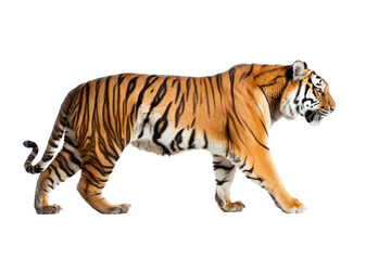 an isolated Bengal tiger walking side view, majestic, stalking prey, fierce jungle-themed photorealistic illustration on a transparent background in PNG. Horizontal. Generative AI