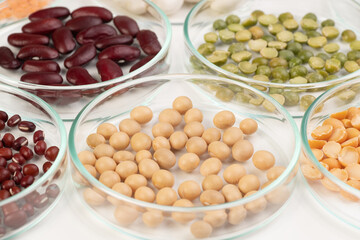 Checking food quality in a laboratory. Soy beans and other legumes in petri dishes. Plant based sources of protein.
