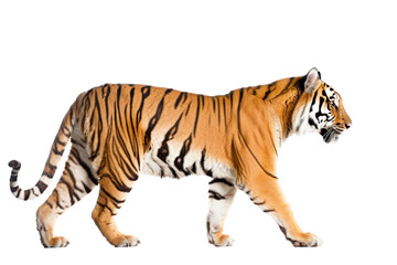 an isolated Bengal tiger walking side view, majestic, stalking prey, fierce jungle-themed photorealistic illustration on a transparent background in PNG. Horizontal. Generative AI