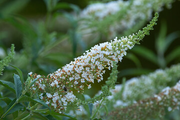 White flowering shrub of Buddleja in green foliage in summer.