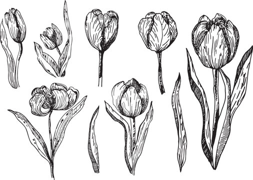 A set of vector illustrations of a tulip. A tulip highlighted on a white background. A drawing of tulip flowers in ink, made by hand in ink. Vector graphics of flowers.