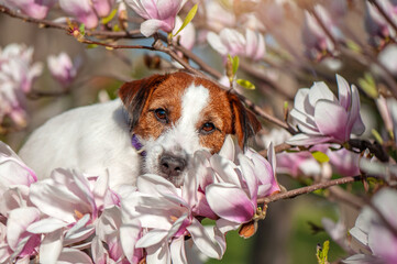 Closeup picture of the Jack Russell terrier in blooming magnolia
