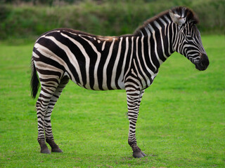 Fototapeta na wymiar zebra standing on a green background