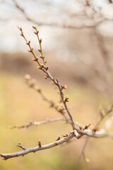 Frühling