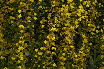 yellow flowers background