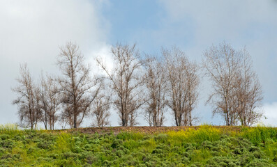 Barren trees atop a hill