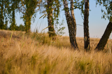 Fototapeta na wymiar Ears of triticale on a sunny afternoon against the background of birch trunks