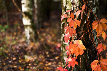 Red leaves of Parthenocissus against the background of black and white birch trunks