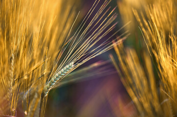 Ripe ears of barley in the field